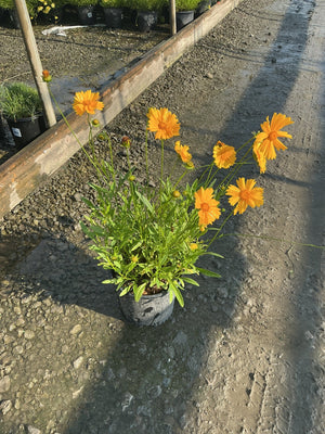 Baby Sun Coreopsis in a #1 container displaying bright orange blooms on slender stems at a nursery.