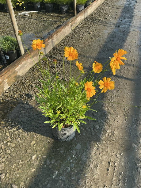 Baby Sun Coreopsis in a #1 container displaying bright orange blooms on slender stems at a nursery.