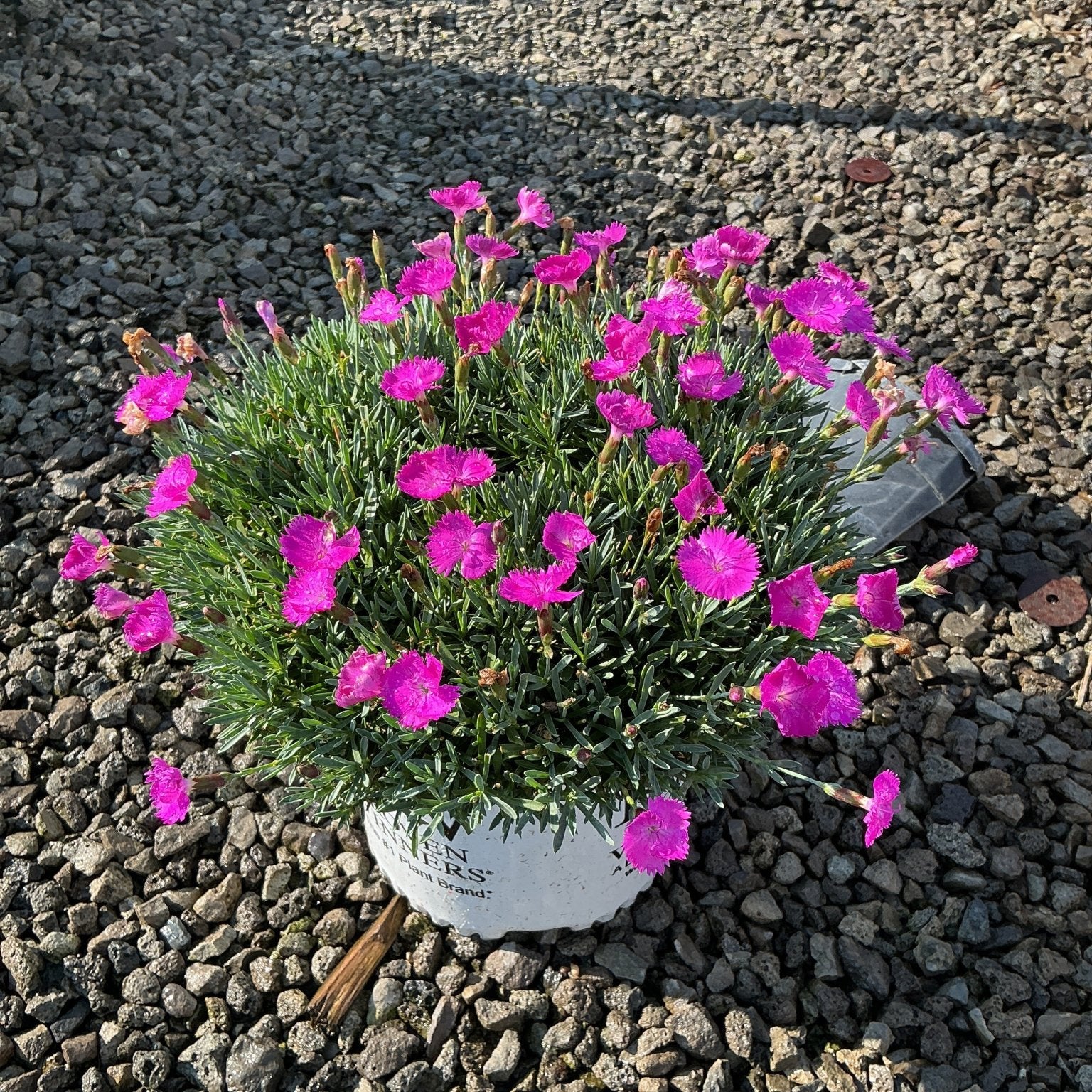 Paint the Town Fuchsia Dianthus blooming in a white nursery container, covered in vivid magenta flowers on gravel.