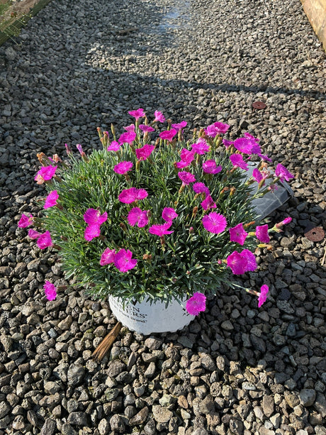 Paint the Town Fuchsia Dianthus blooming in a white nursery container, covered in vivid magenta flowers on gravel.