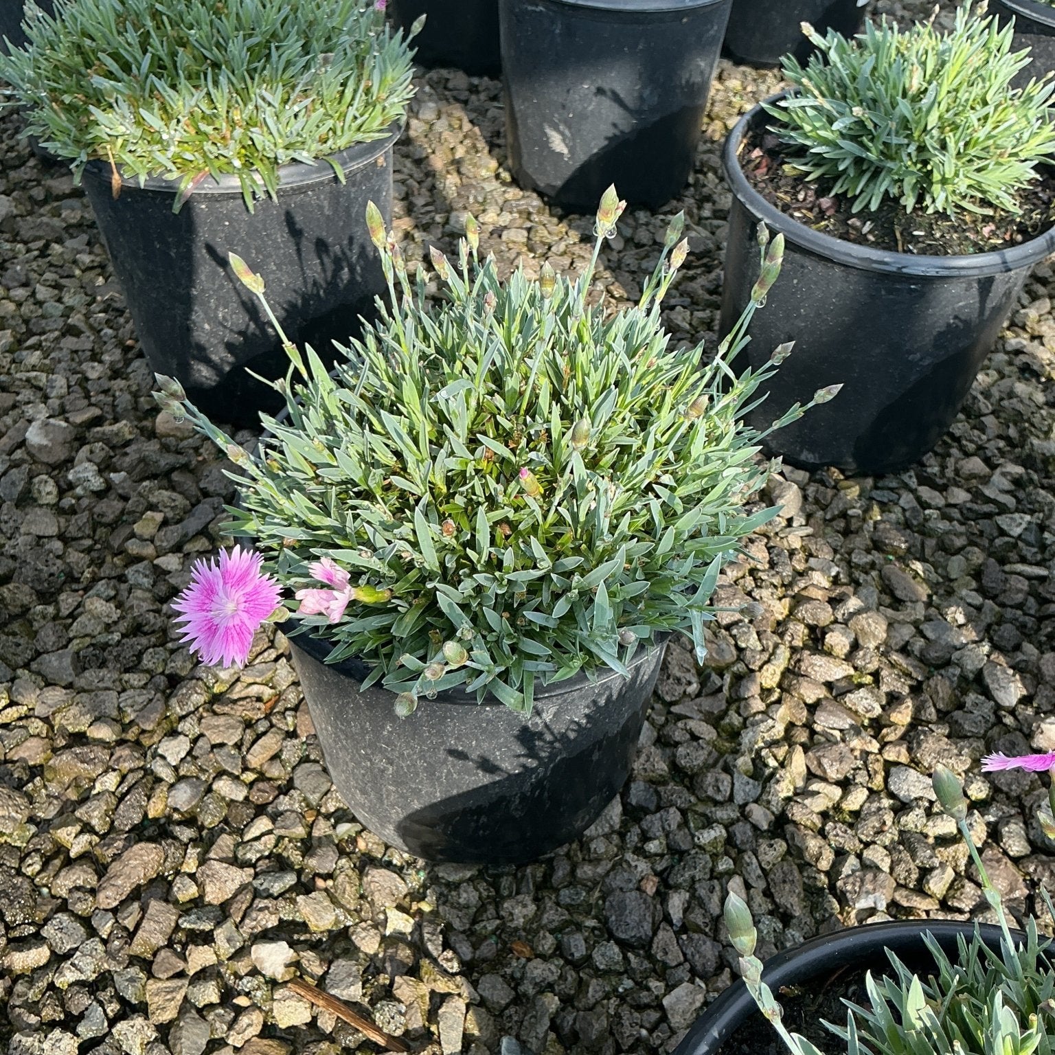EverBloom Watermelon Ice Dianthus in a black nursery container with bright pink blooms and blue-green foliage on gravel.