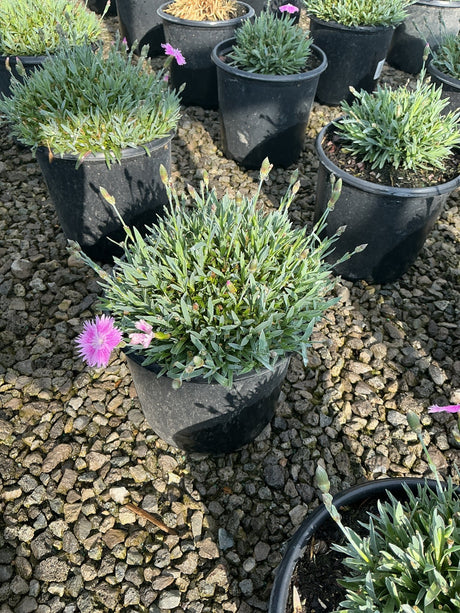 EverBloom Watermelon Ice Dianthus in a black nursery container with bright pink blooms and blue-green foliage on gravel.