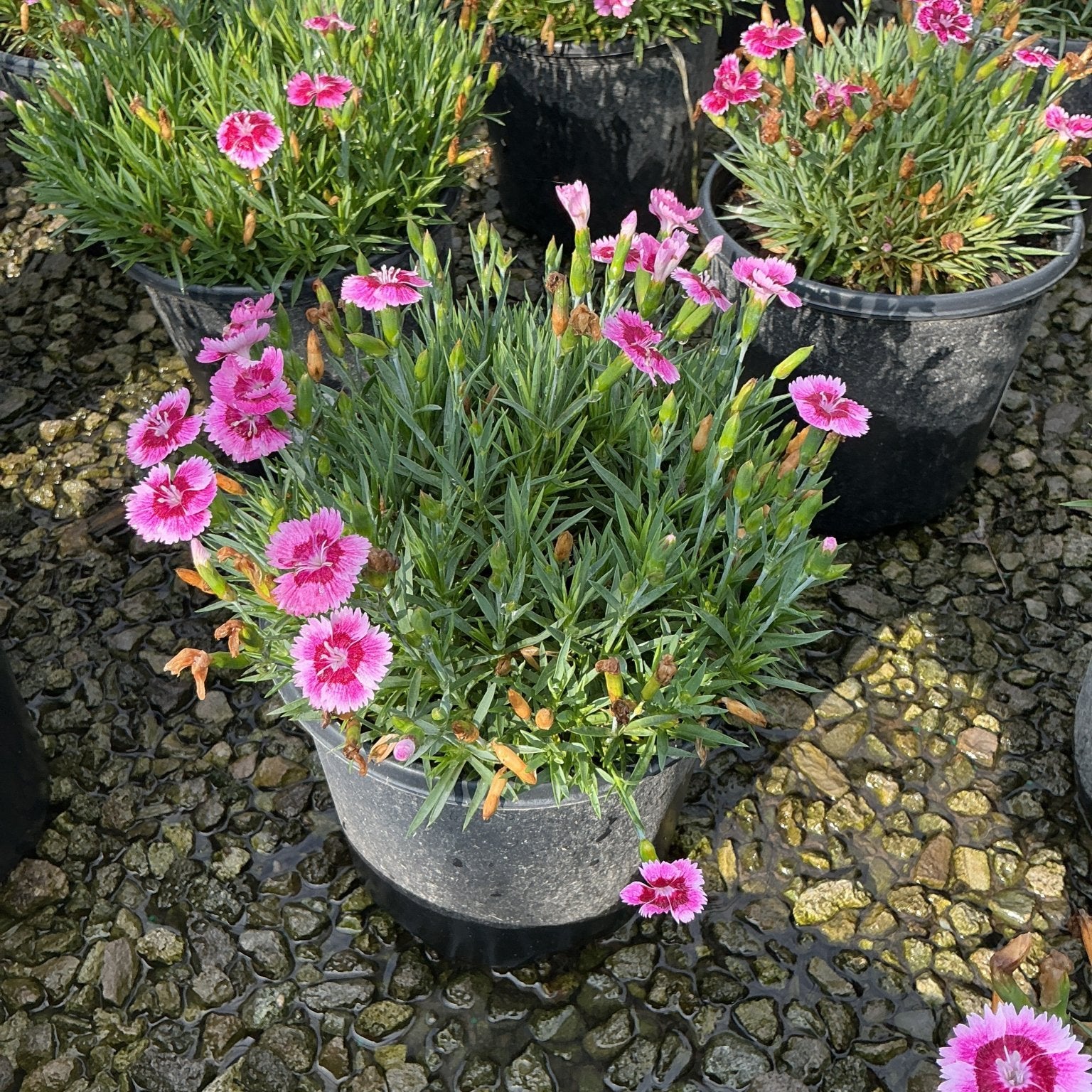 EverBloom Plum Glory Dianthus in a nursery container with bright pink blooms and narrow green foliage.