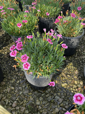 EverBloom Plum Glory Dianthus in a nursery container with bright pink blooms and narrow green foliage.