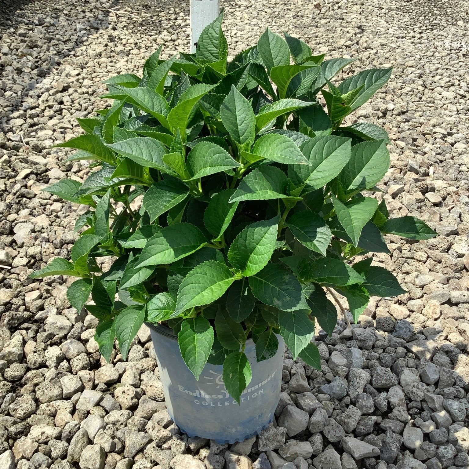 Endless Summer Summer Crush Bigleaf Hydrangea in a #2 container, showing lush green foliage before bloom.