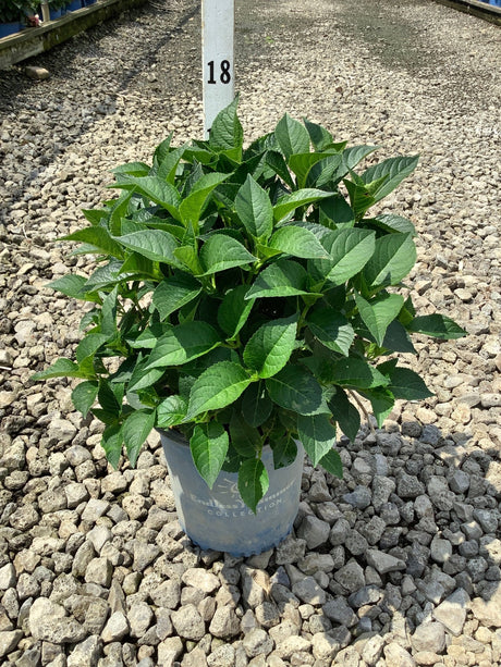 Endless Summer Summer Crush Bigleaf Hydrangea in a #2 container, showing lush green foliage before bloom.
