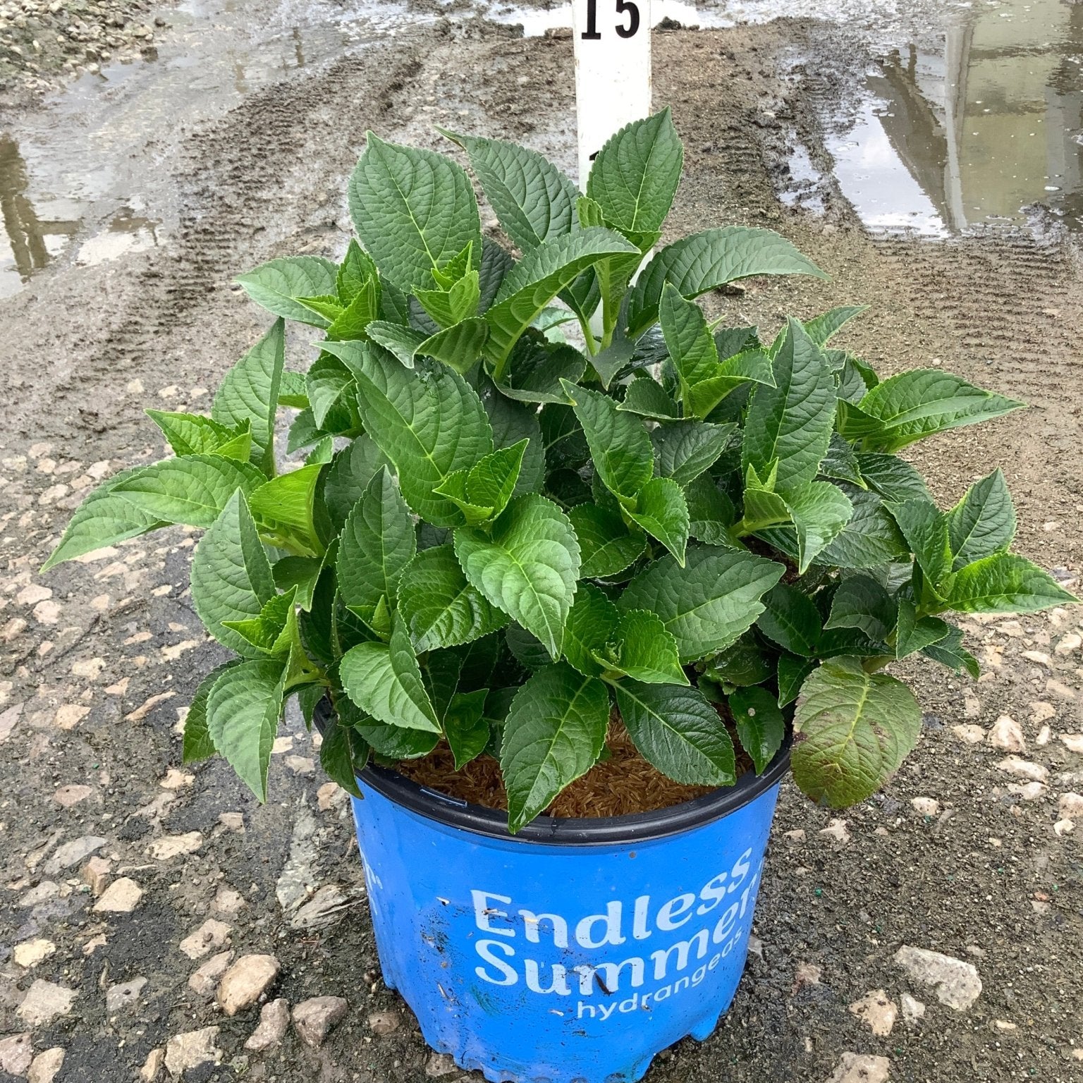 Endless Summer Summer Crush Bigleaf Hydrangea in a #3 blue branded container showing lush green foliage.