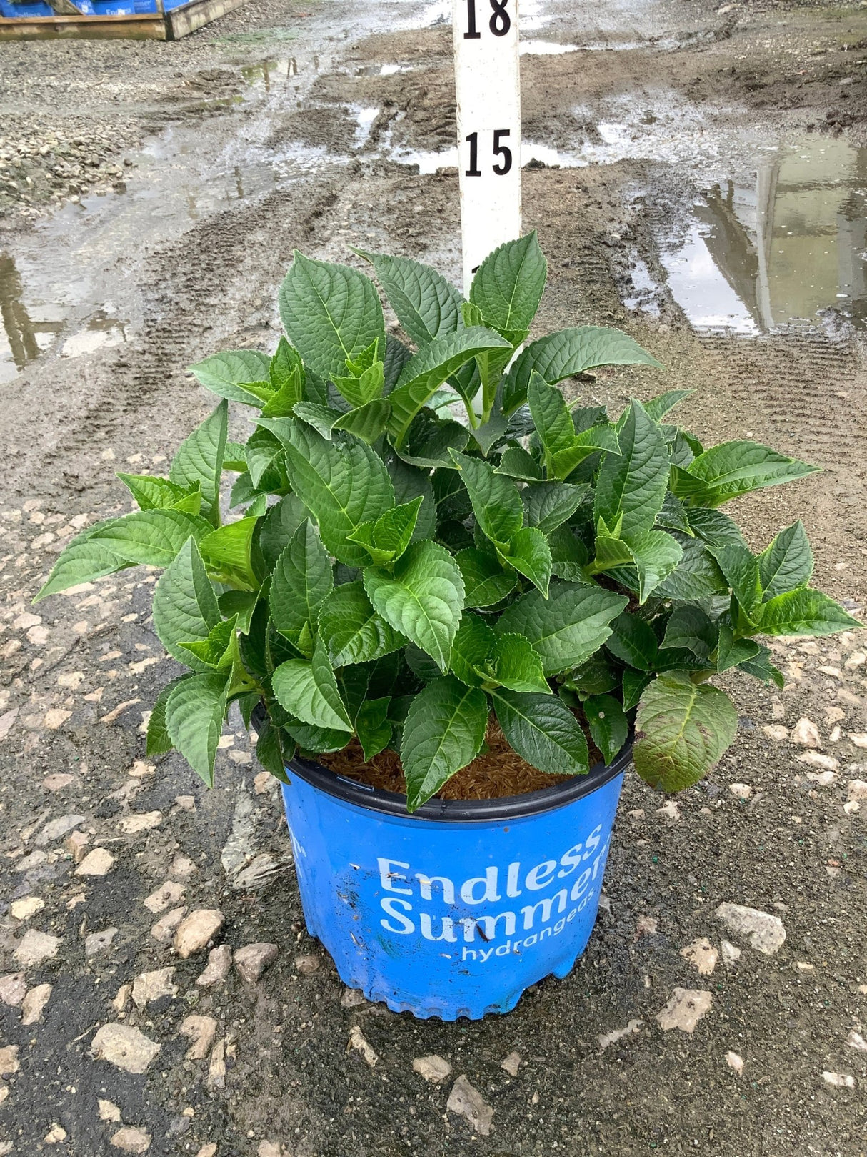 Endless Summer Summer Crush Bigleaf Hydrangea in a #3 blue branded container showing lush green foliage.