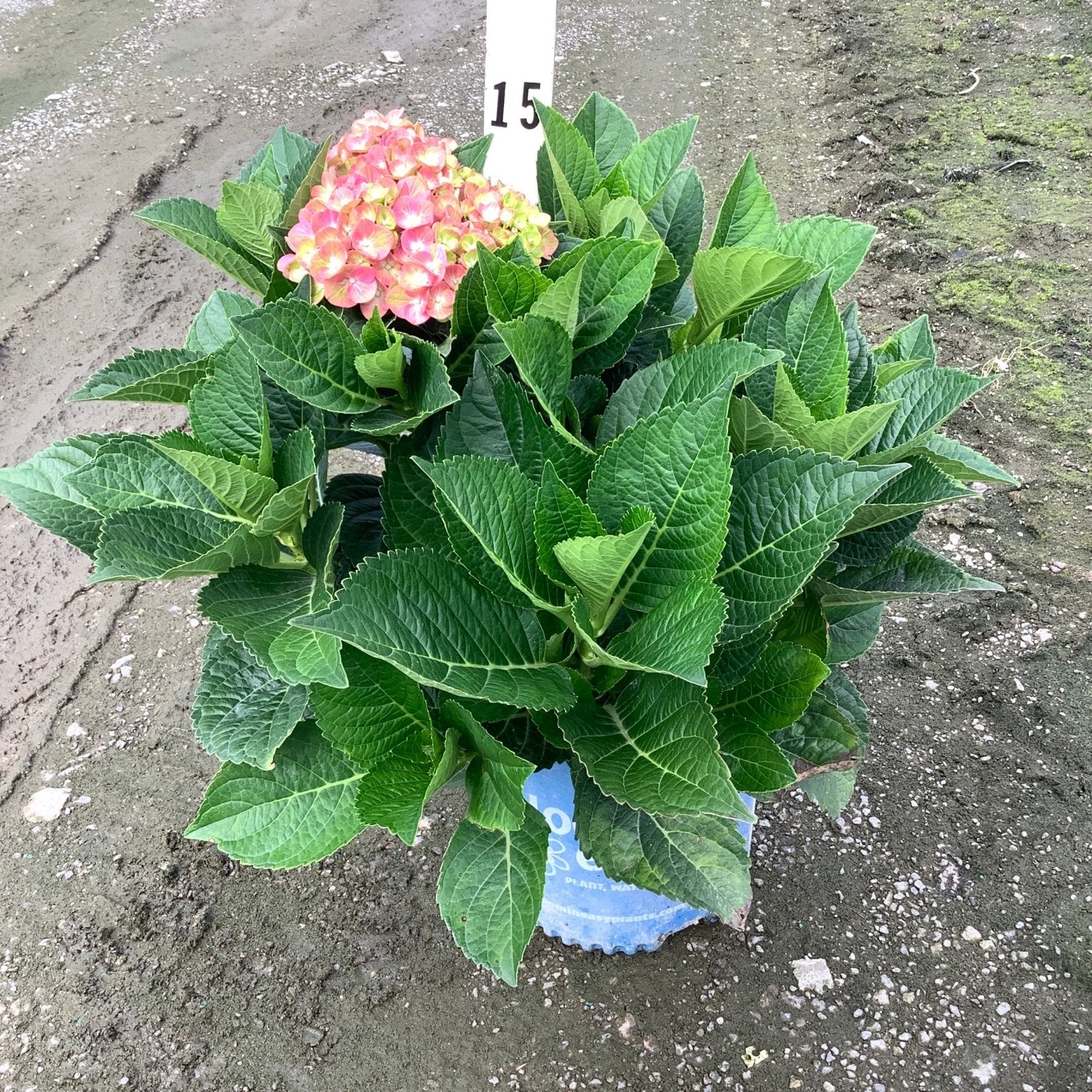 Tilt-A-Swirl Hydrangea shrub in a #2 container with lush green foliage and a pink blooming flower cluster.