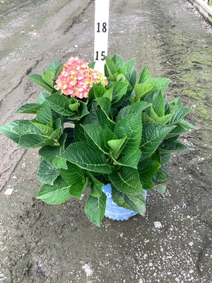 Tilt-A-Swirl Hydrangea shrub in a #2 container with lush green foliage and a pink blooming flower cluster.