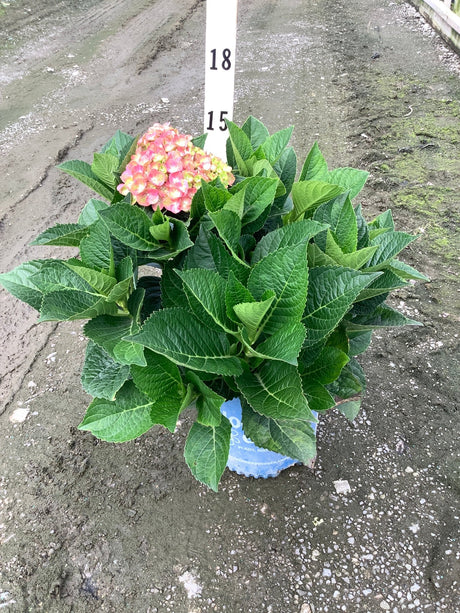 Tilt-A-Swirl Hydrangea shrub in a #2 container with lush green foliage and a pink blooming flower cluster.