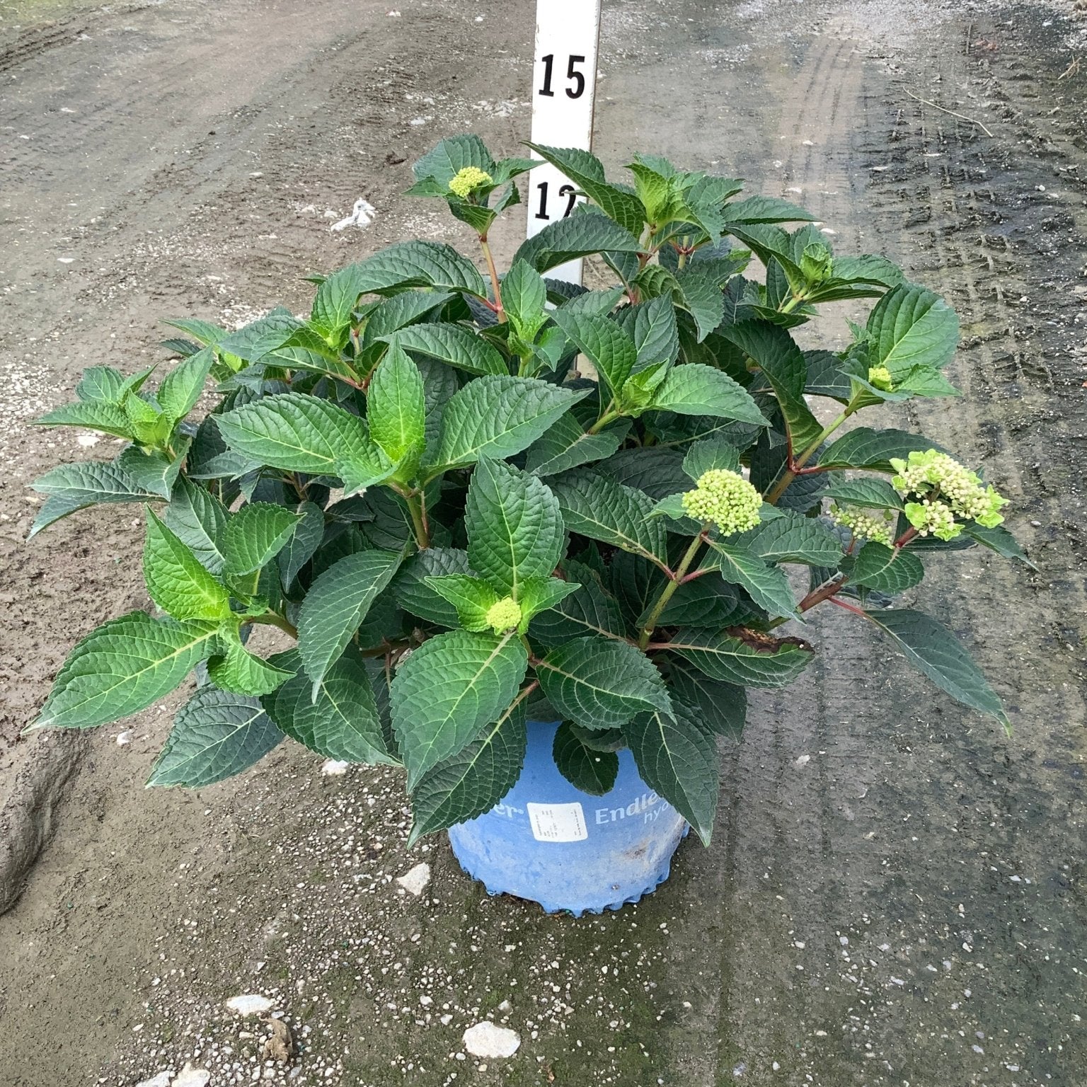 Endless Summer Pop Star Hydrangea shrub in a blue container with lush green foliage and budding flower clusters.