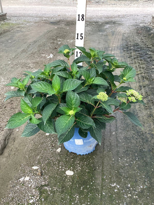 Endless Summer Pop Star Hydrangea shrub in a blue container with lush green foliage and budding flower clusters.