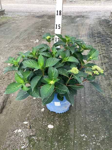 Endless Summer Pop Star Hydrangea shrub in a blue container with lush green foliage and budding flower clusters.