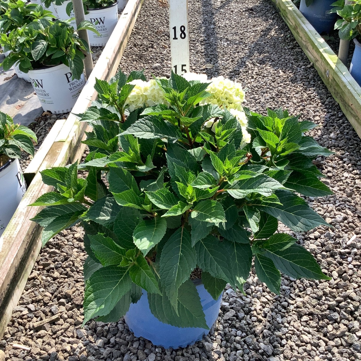 DreamCloud Reblooming Hydrangea in a blue nursery container with lush green foliage and creamy white flower clusters beginning to open.