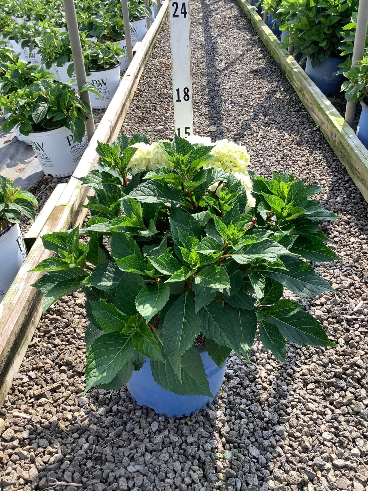 DreamCloud Reblooming Hydrangea in a blue nursery container with lush green foliage and creamy white flower clusters beginning to open.