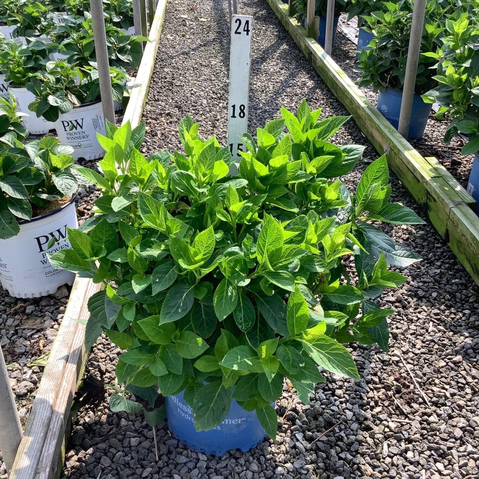 Endless Summer Blushing Bride Bigleaf Hydrangea in a blue #3 container with lush green foliage at a nursery greenhouse.