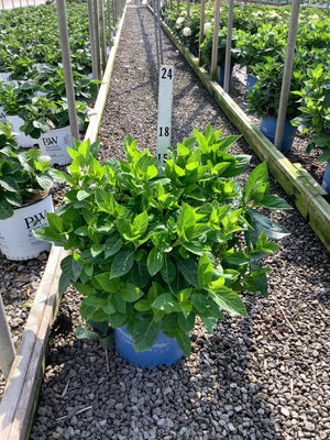 Endless Summer Blushing Bride Bigleaf Hydrangea in a blue #3 container with lush green foliage at a nursery greenhouse.