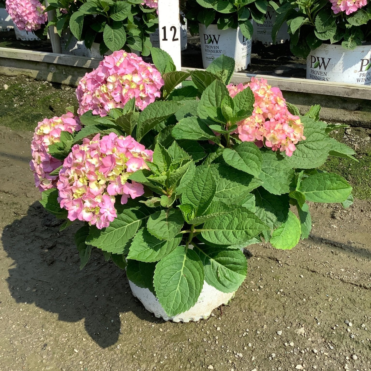 Let's Dance Sky View Mountain Hydrangea in a container with pink mophead blooms and lush green foliage at a nursery.