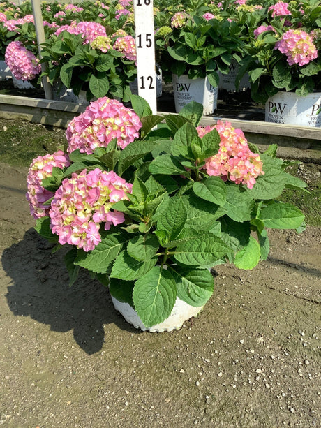 Let's Dance Sky View Mountain Hydrangea in a container with pink mophead blooms and lush green foliage at a nursery.