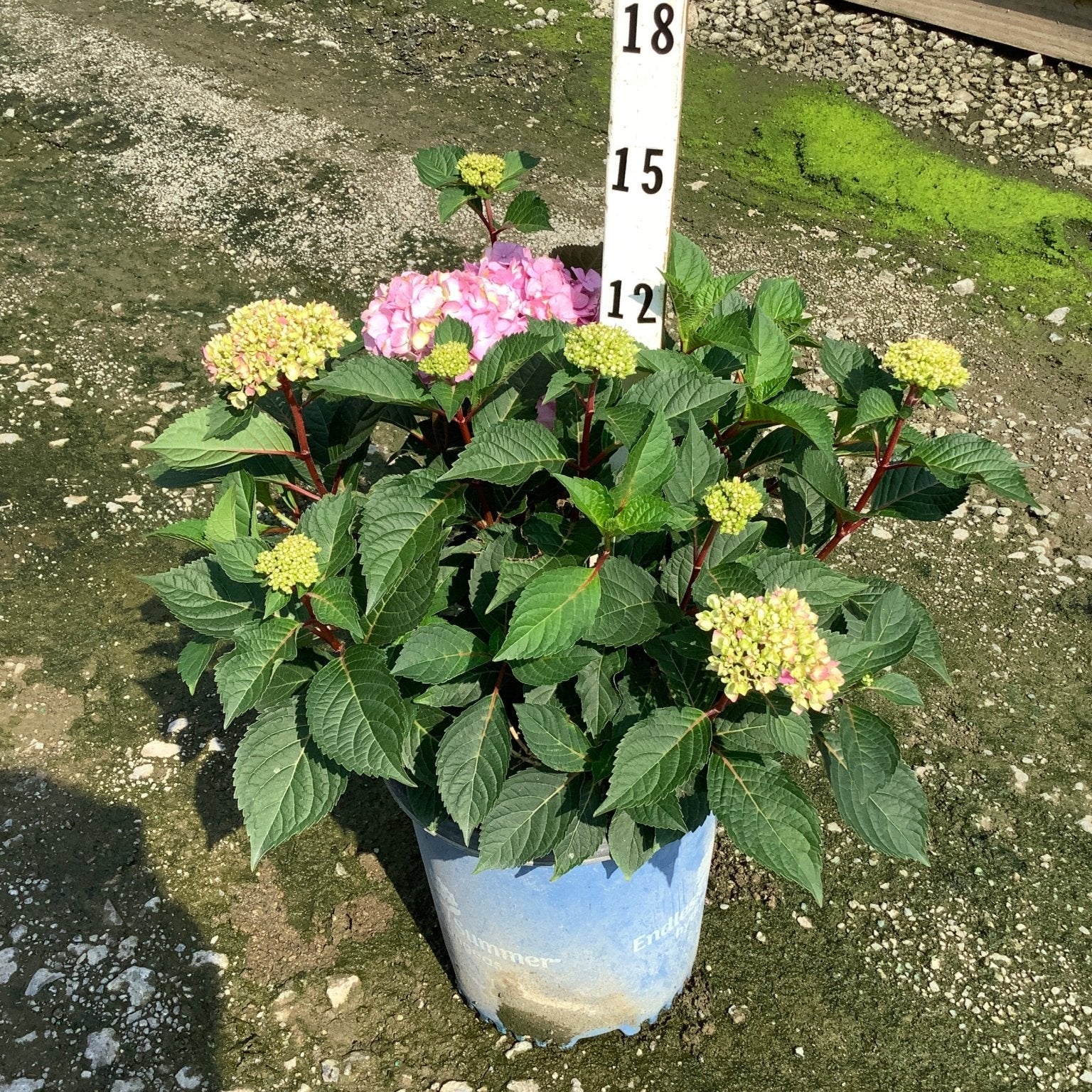 Endless Summer BloomStruck Bigleaf Hydrangea in a #2 container with pink blooms and green buds on reddish stems.