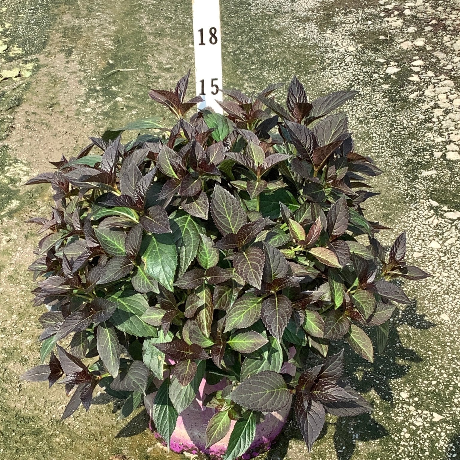 Eclipse Bigleaf Hydrangea in a container showing dense, dark purple-green foliage with serrated leaves in bright sunlight.