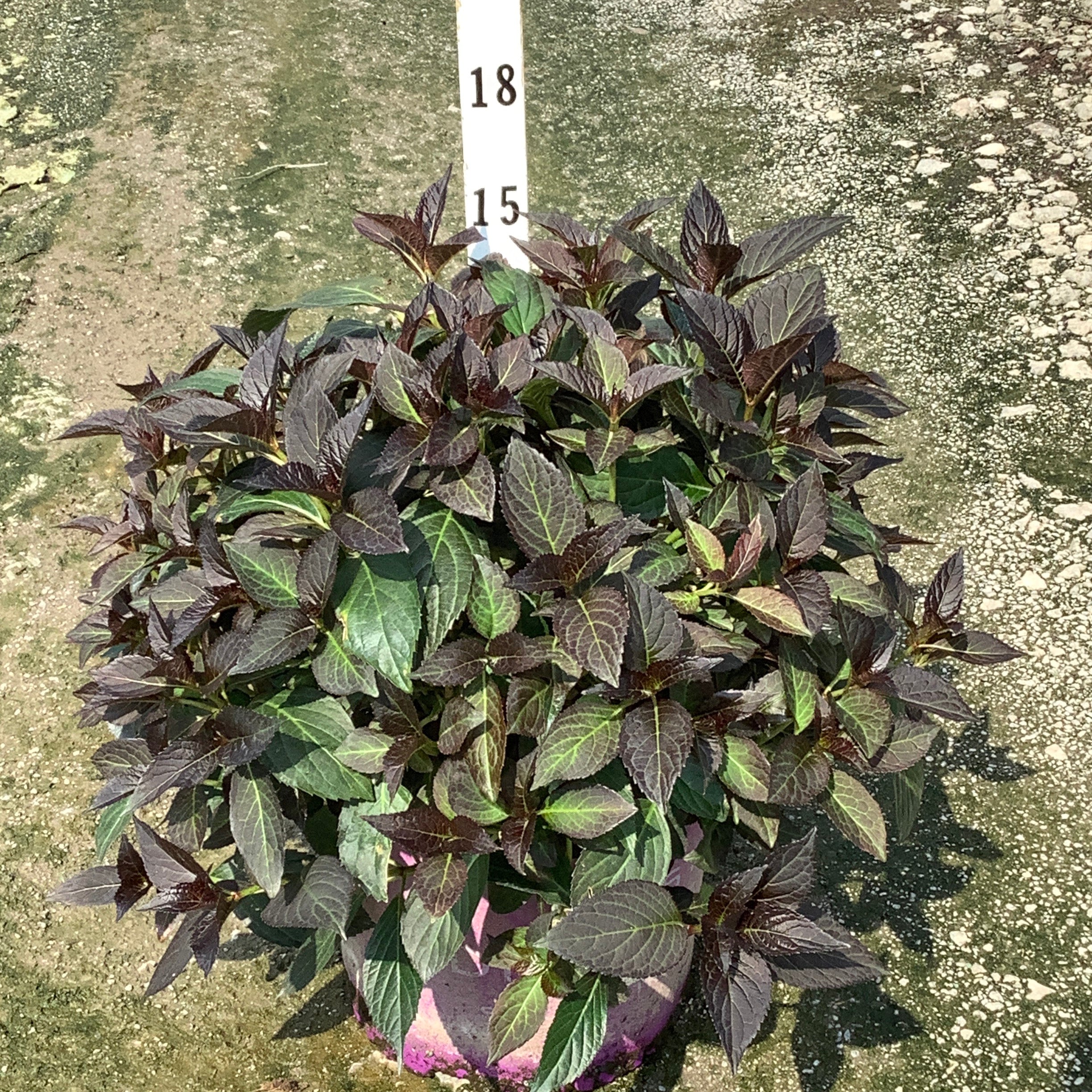 Eclipse Bigleaf Hydrangea in a container showing dense, dark purple-green foliage with serrated leaves in bright sunlight.