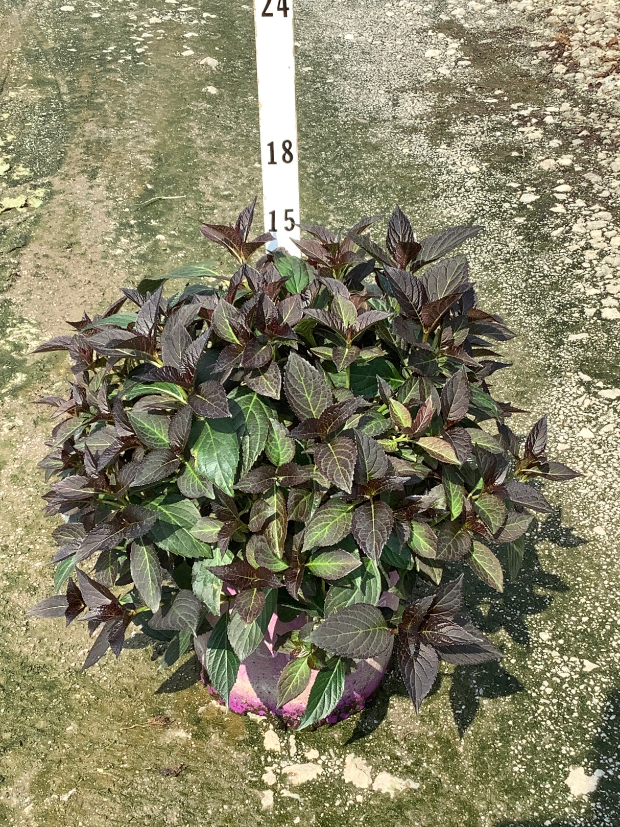 Eclipse Bigleaf Hydrangea in a container showing dense, dark purple-green foliage with serrated leaves in bright sunlight.