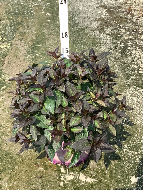 Eclipse Bigleaf Hydrangea in a container showing dense, dark purple-green foliage with serrated leaves in bright sunlight.