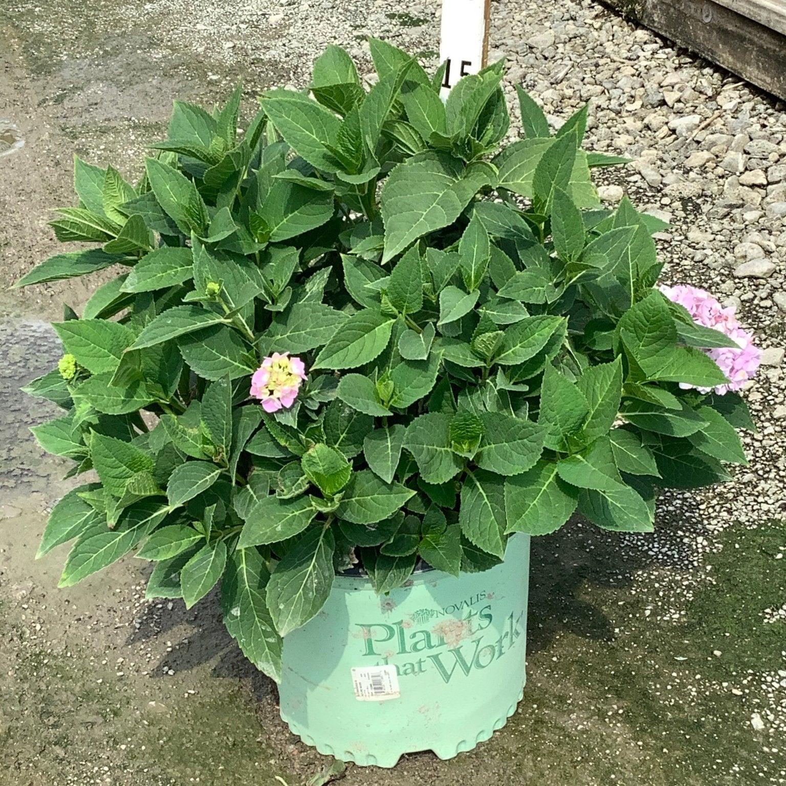 Azure Skies Bigleaf Hydrangea in a #3 container showing lush green foliage with small pink blooms beginning to open.