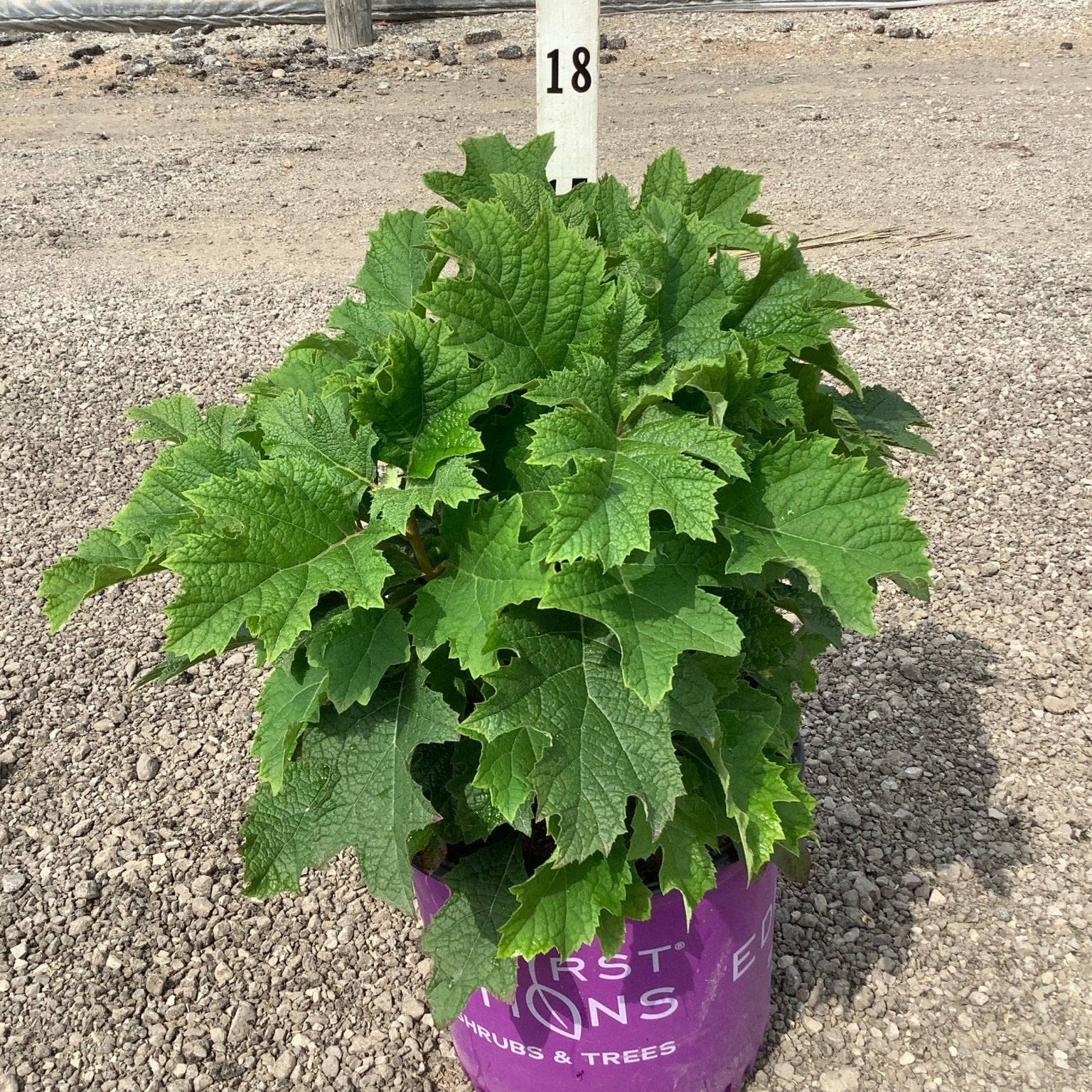 Jetstream Hydrangea quercifolia in a #3 container showing lush green oakleaf foliage at a nursery.
