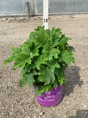 Jetstream Hydrangea quercifolia in a #3 container showing lush green oakleaf foliage at a nursery.