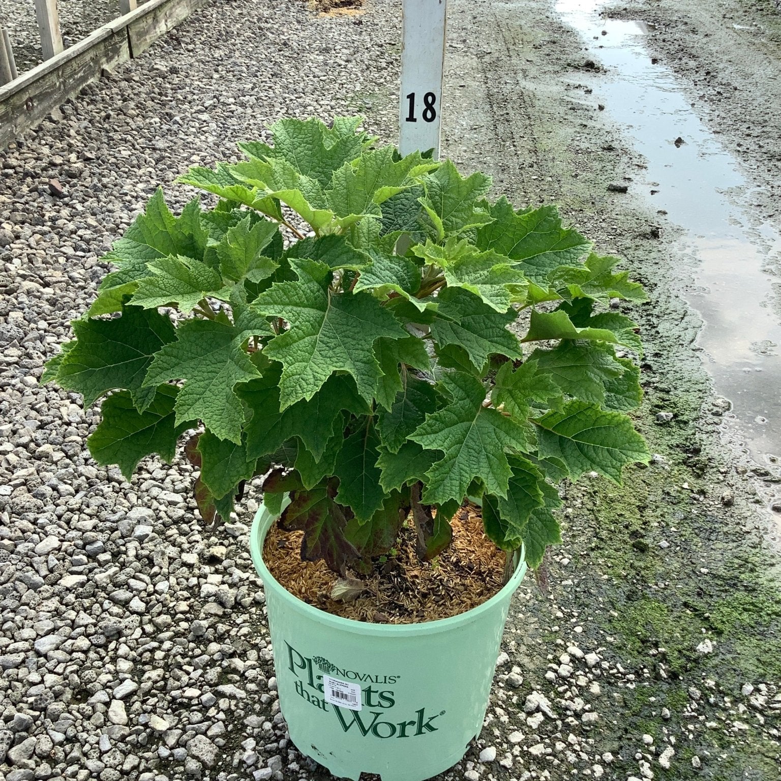 Ruby Slippers Oakleaf Hydrangea in a #3 container showing lush oak-shaped green foliage at a nursery.