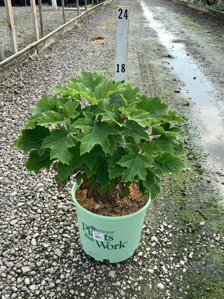 Ruby Slippers Oakleaf Hydrangea in a #3 container showing lush oak-shaped green foliage at a nursery.