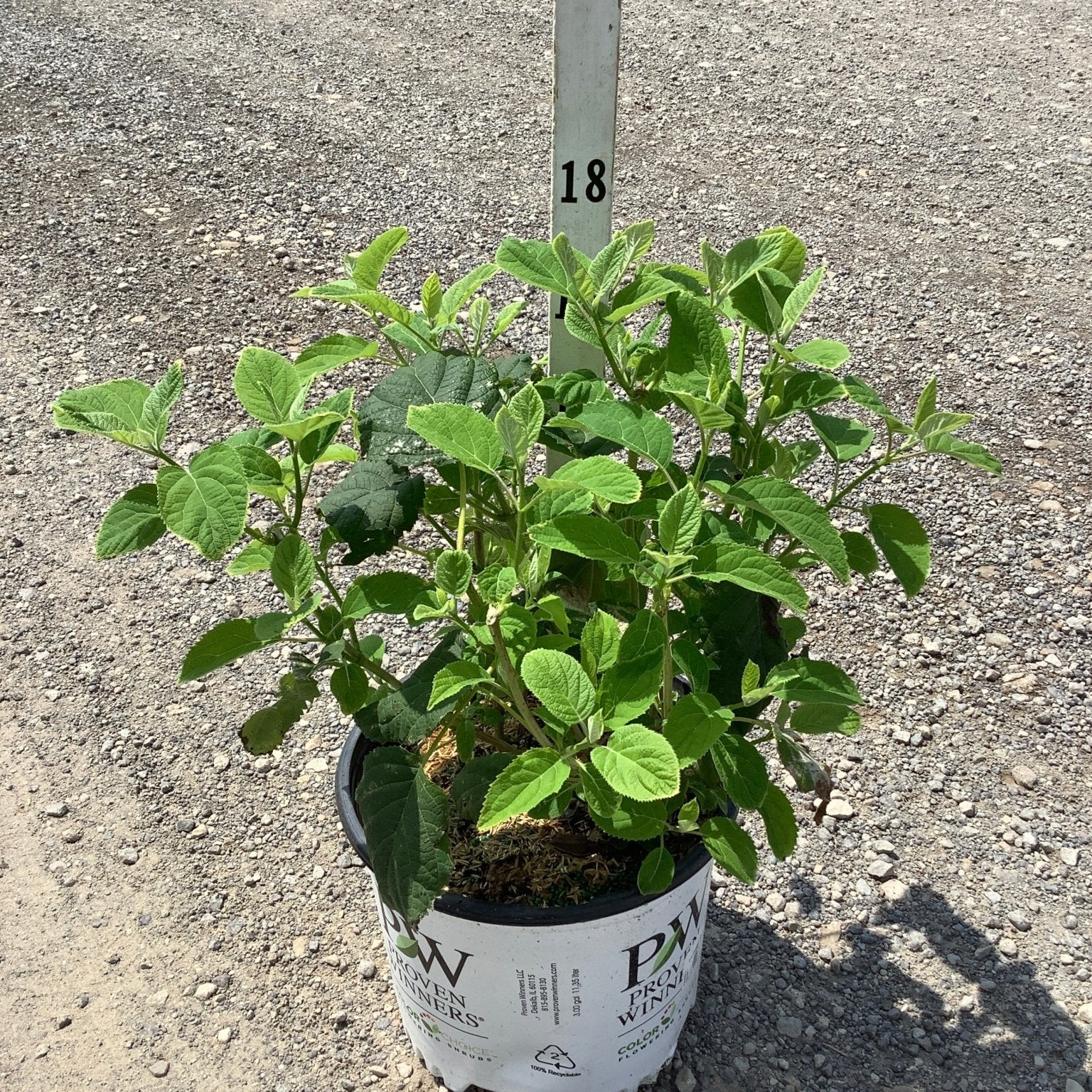 Incrediball Hydrangea shrub in a Proven Winners #3 container showing lush green foliage on a gravel nursery surface.