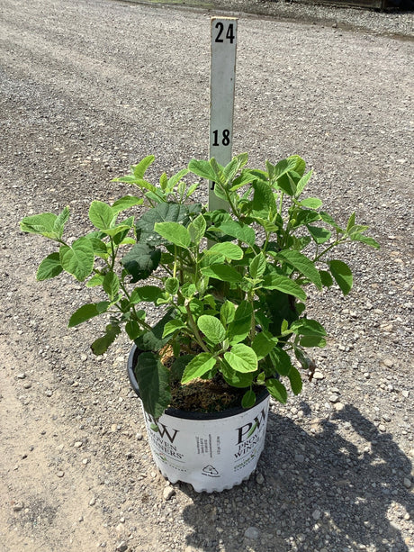 Incrediball Hydrangea shrub in a Proven Winners #3 container showing lush green foliage on a gravel nursery surface.