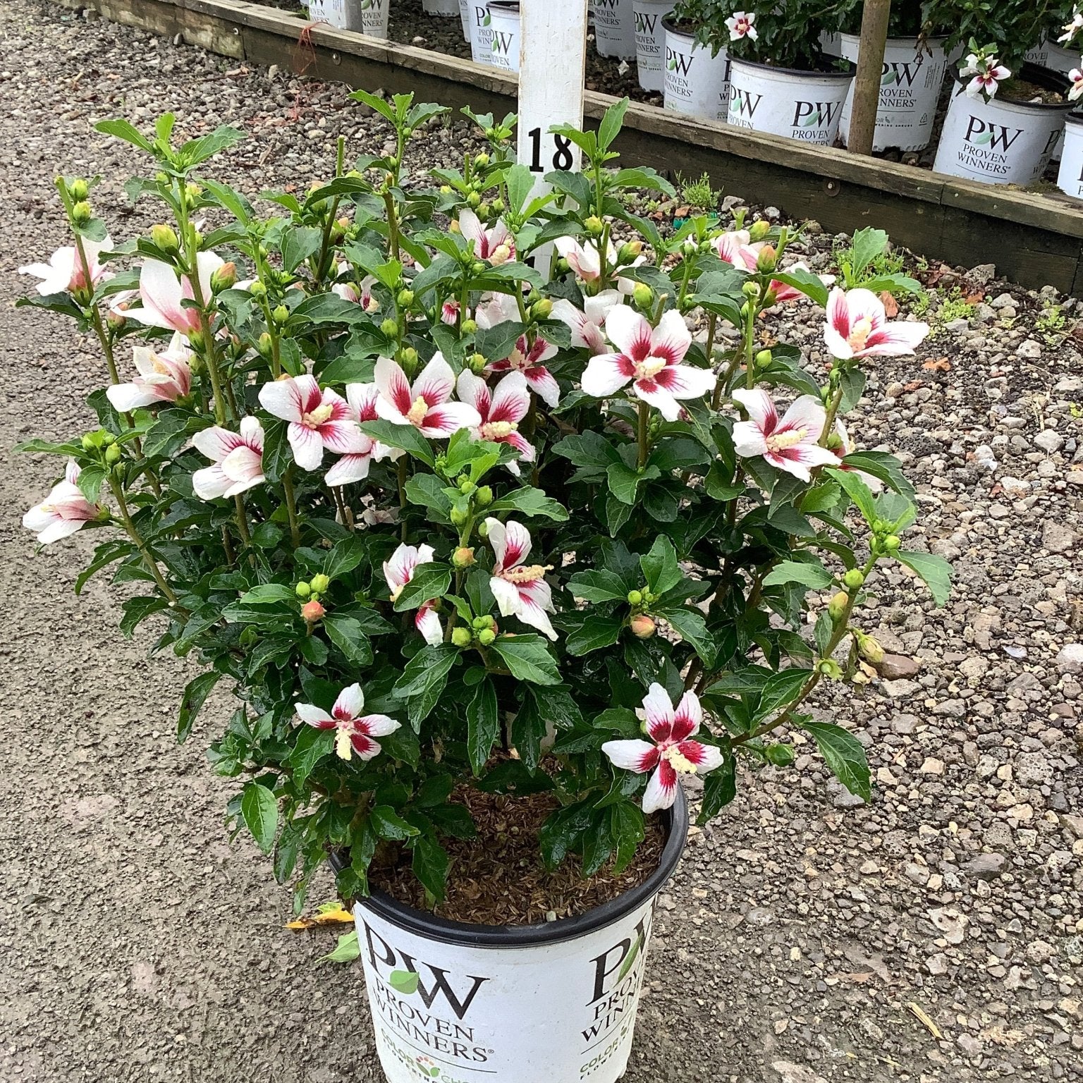 Lil' Kim Rose of Sharon shrub covered in white flowers with red centers growing in a Proven Winners container.