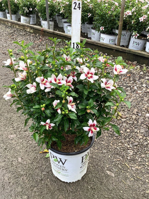 Lil' Kim Rose of Sharon shrub covered in white flowers with red centers growing in a Proven Winners container.