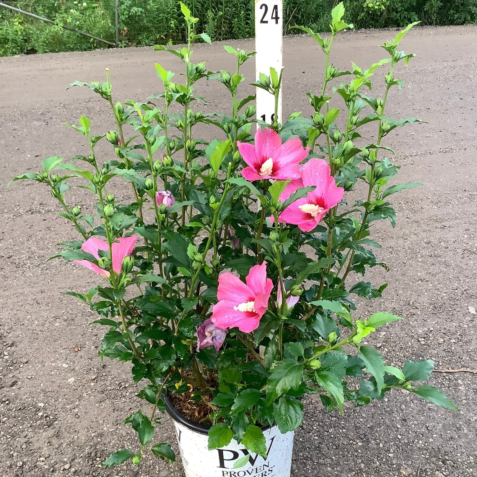 Lil' Kim Red Rose of Sharon shrub in a Proven Winners container showing bright pink blooms and buds.
