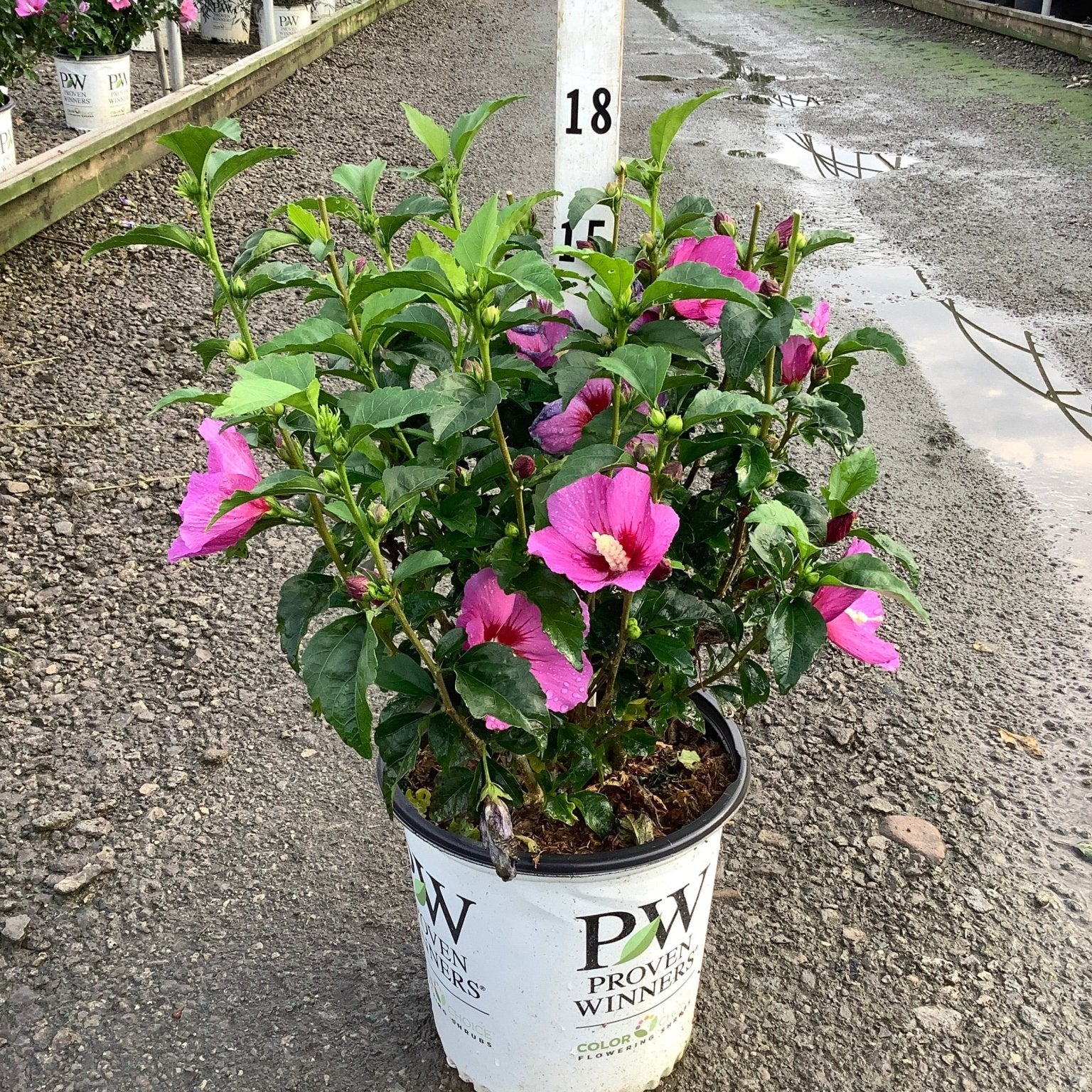 Lil' Kim Violet Rose of Sharon shrub in a Proven Winners #2 container, covered in bright pink blooms with dark centers.