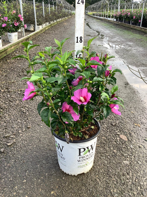 Lil' Kim Violet Rose of Sharon shrub in a Proven Winners #2 container, covered in bright pink blooms with dark centers.