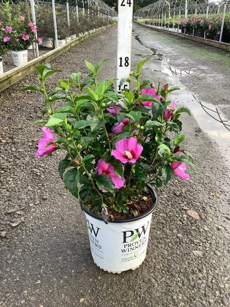 Lil' Kim Violet Rose of Sharon shrub in a Proven Winners #2 container, covered in bright pink blooms with dark centers.