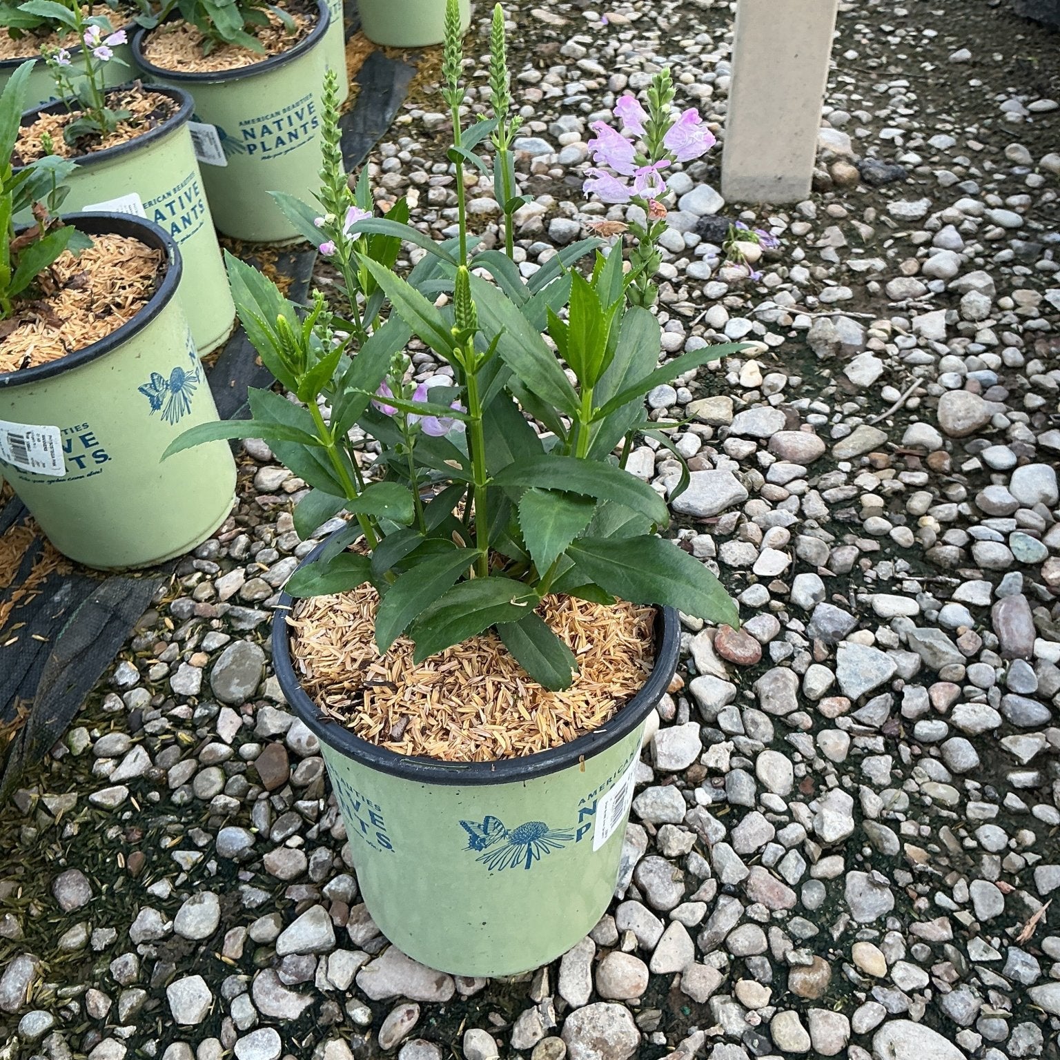 Pink Manners Obedient Plant in a #1 nursery container with light pink blooms on upright stems.