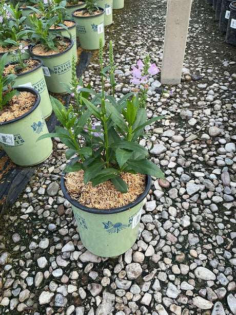 Pink Manners Obedient Plant in a #1 nursery container with light pink blooms on upright stems.