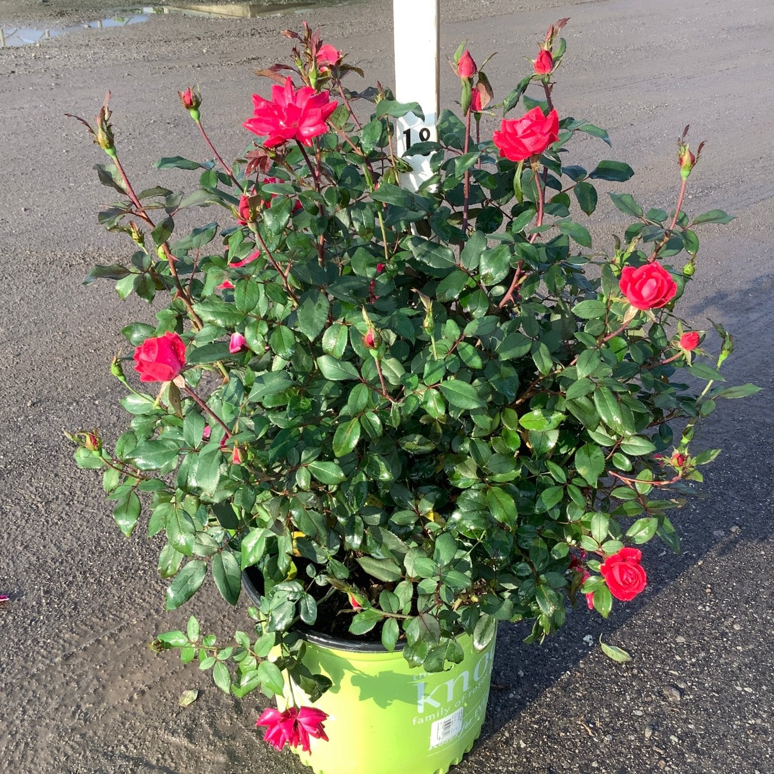 Red Double Knock Out Rose in a #3 container displaying vivid red blooms and buds at a nursery greenhouse.