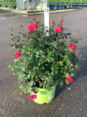 Red Double Knock Out Rose in a #3 container displaying vivid red blooms and buds at a nursery greenhouse.