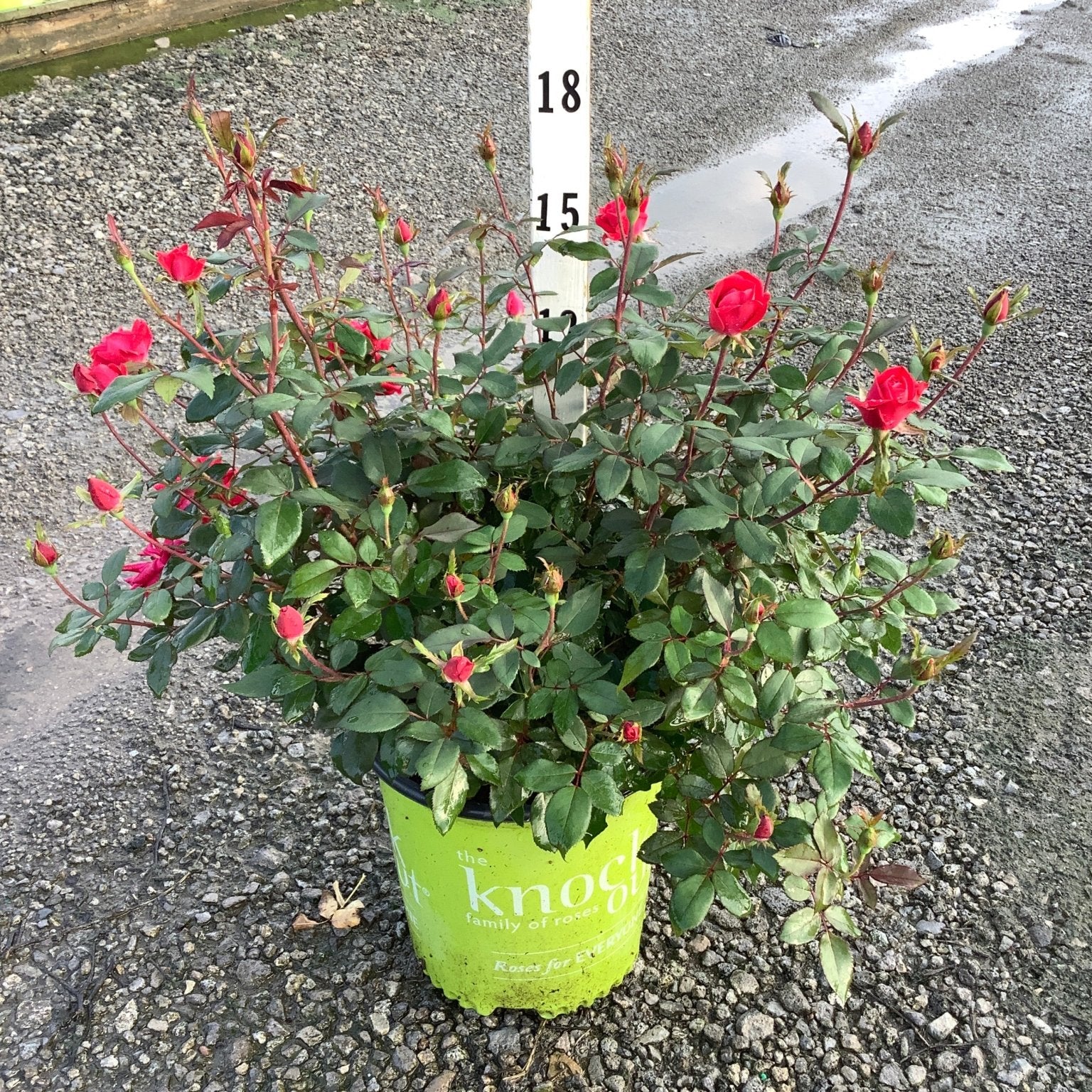 Red Double Knock Out Rose in a #2 container with vivid red blooms and buds, shown at a nursery with a height marker.