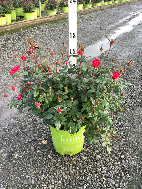 Red Double Knock Out Rose in a #2 container with vivid red blooms and buds, shown at a nursery with a height marker.