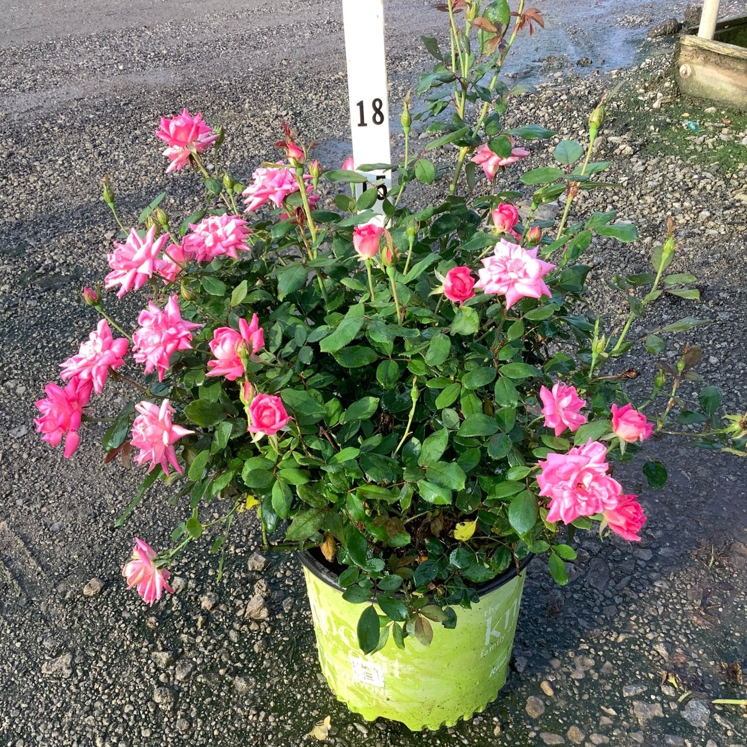 Pink Double Knock Out Shrub Rose in a #3 container covered in bright pink double blooms and buds.