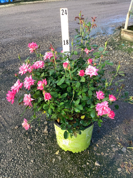 Pink Double Knock Out Shrub Rose in a #3 container covered in bright pink double blooms and buds.
